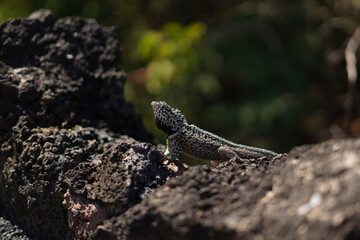 lizard on the rock in Galapagos