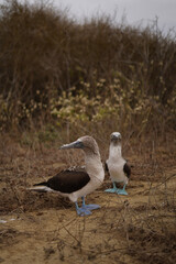 Pair of blue-footed booby