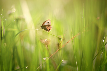 butterfly on the grass