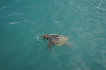 sea turtle swimming in Galapagos