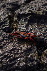 Red crab on the black rock in Galapagos