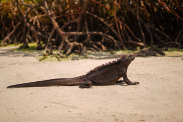 Marine iguana on the beach in Galapagos