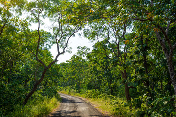 Fototapeta na wymiar Rural road through the deep green forest
