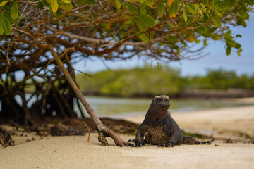 Marine iguana on the beach in Galapagos