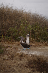 Pair of blue-footed booby