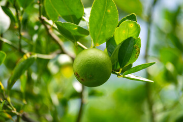 Fresh green lemon limes on tree in organic garden