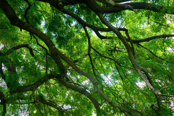 A branch of neem tree leaves. Natural Medicine.