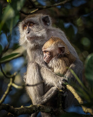 Naklejka na ściany i meble Macaque on the tree