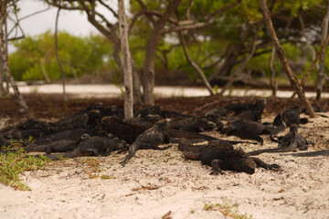 Marine iguanas in Galapagos