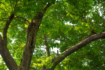 Under big green tree against the sky. Nature composition.