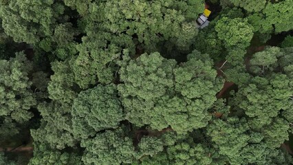 Aerial drone footage above giant green trees along the pond of Ao Ba Om in Tra Vinh city, Vietnam. Camera is moving from left to right