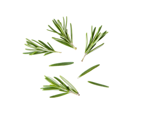 Rosemary isolated on transparent png