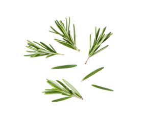Foto op Plexiglas Rosemary isolated on transparent png © supamas
