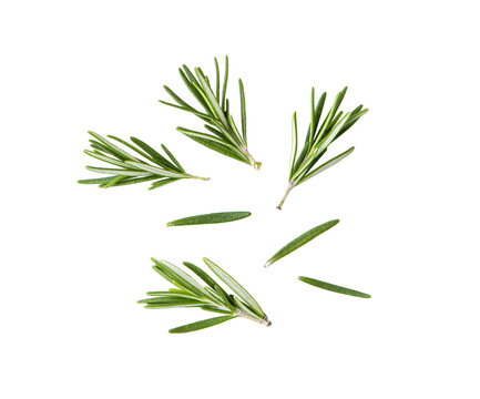 Rosemary isolated on transparent png