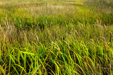 풀들이 만든 녹색 바탕