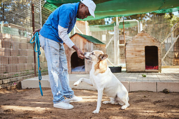 Dog, food and training for animal adoption with professional black worker at shelter for rescue and...