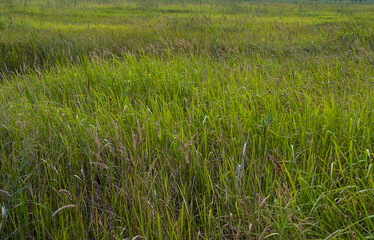 녹색 갈대로 꽉찬 풍경