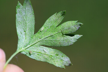 Nymph, Leafhopper larva (Cicadellidae) on a hawthorn leaf.