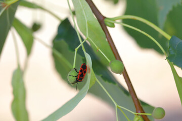 The firebug, Pyrrhocoris apterus, is a common insect of the family Pyrrhocoridae. Insect sucking the sap from the linden seed.