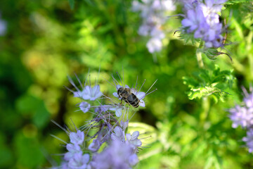 honey bee isolated on purple flower in the meadow, macro
