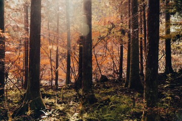 Golden autumn trees in the forest. Seasonal colorful nature backgrounds in Japan. Beautiful background 