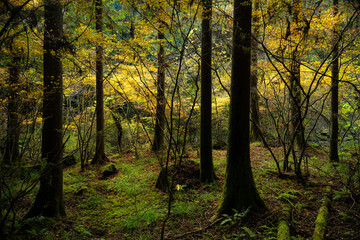 Golden autumn trees in the forest. Seasonal colorful nature backgrounds in Japan. Beautiful background 