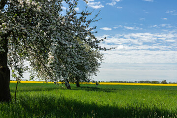 Blooming apple trees at the edge of the field