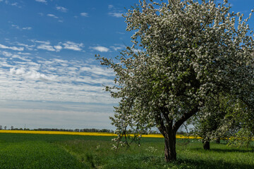 Blooming apple trees at the edge of the field