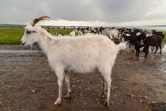 Close up full body goat concept photo. Lakeshore landscape. Side view photography with herd of cattle on background. High quality picture for wallpaper, travel blog, magazine, article