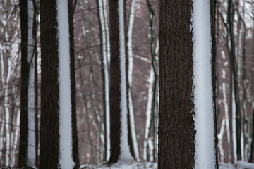 Snow on tree trunks