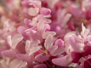 Small pink summer flowers on a soft background. Unfocused abstract floral background
