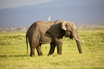 Fototapeta na wymiar One Elephant On The Grass In Amboseli Park