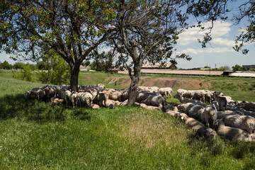 Sheeps lying under tree landscape photo. Beautiful nature scenery photography with rural buildings on background. Idyllic scene. High quality picture for wallpaper, travel blog, magazine, article