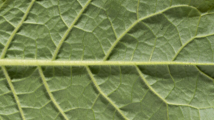 Texture green leaf. Macro of detailed green leaf