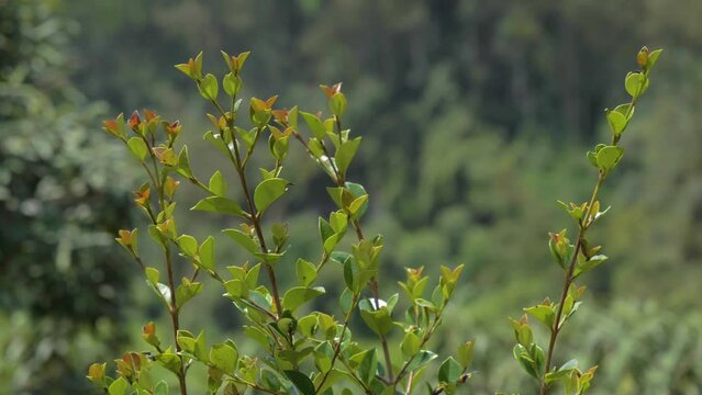 Fresh Green Arrayan Leaves Swaying Gently With Bokeh Foliage Background 