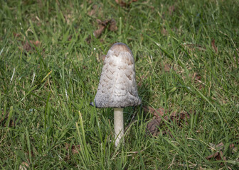 Inkcap fungi growing in grass