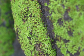 Moss on the stone background