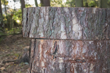 Fallen tree chopped into logs  in woodland