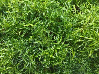 Abstract background of fresh bonsai leaves, shot on high angle