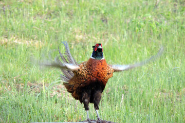A crowing wild ring-necked pheasant standing on a stump and flapping its wings in the middle of the...