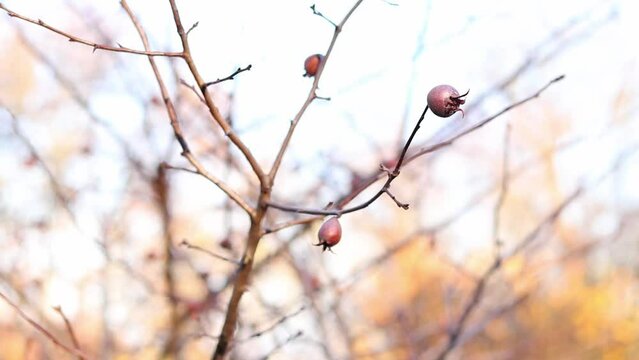 Mespilus germanica, known as the medlar or common medlar. Fruits of plants on branches in autumn, nature