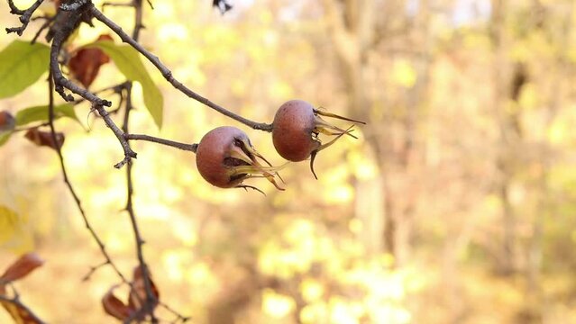 Mespilus germanica, known as the medlar or common medlar. Fruits of plants on branches in autumn, nature