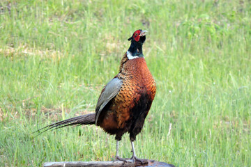 A crowing ring-necked pheasant standing on a stump and flapping its wings in the middle of the meadow