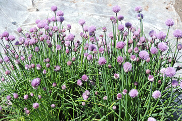 Two clumps of chives with purple flowers and buds, white background