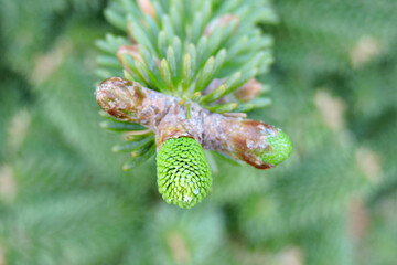 A close-up of opening Korean fir buds in the sunlight in spring