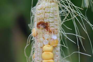 Maize, corn damaged by larva, caterpillar of European Corn Borer (Ostrinia nubilalis). It is a one...