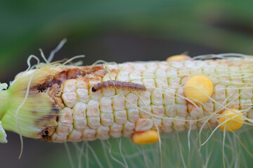 Maize, corn damaged by larva, caterpillar of European Corn Borer (Ostrinia nubilalis). It is a one of most important pest of corn crop.
