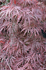 Red leaves of a Janapese maple in close-up