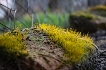 moss on the stone