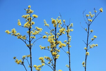 식물 - 산수유 꽃